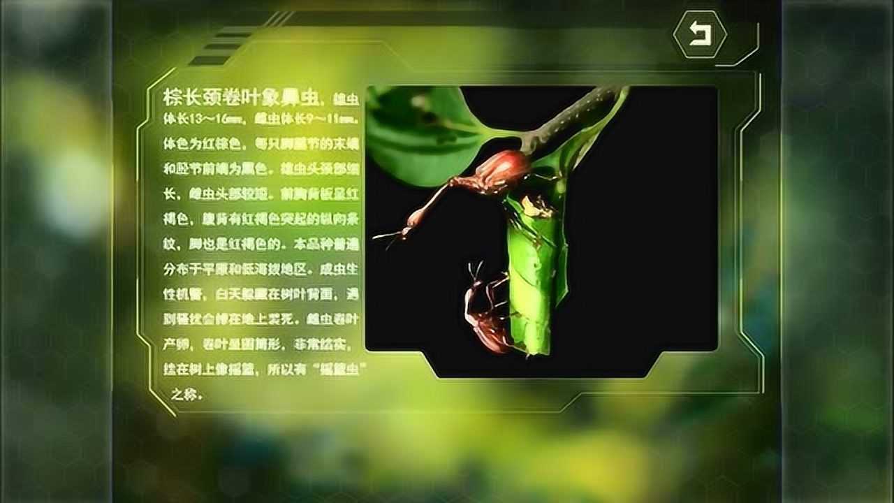 棕长颈卷叶象鼻虫体为红棕色每只脚腿节的末端和胫节前端为黑色