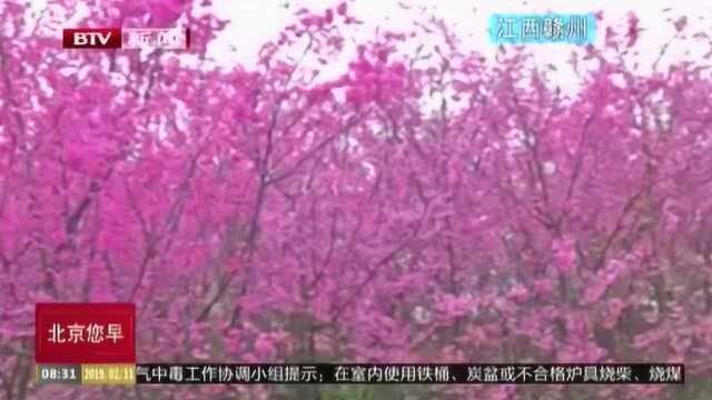 十万株山樱花绽放 火红喜庆迎春来