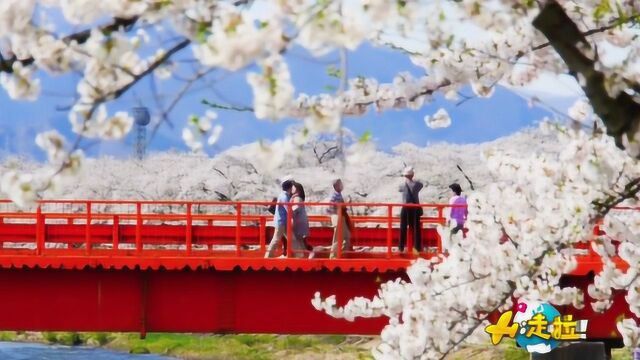 三月樱花雪满天飞舞,日本樱花赏花时节,你一定不知道!