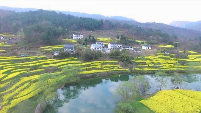 鸳鸯的世外桃源!野鸳鸯成群现身,村民:牺牲庄稼也要保护