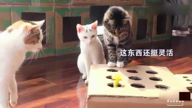 为省钱铲屎官自制猫玩具,耗时2天