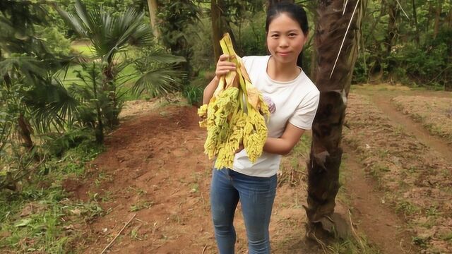 农村不一样的野菜,姑娘摘棕树花炒腊肉,这都能吃?