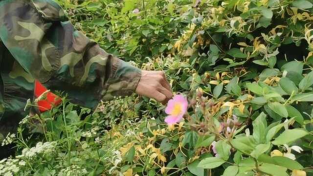 农村大叔去山里采摘野生金银花,你们认识金银花,知道它的作用吗