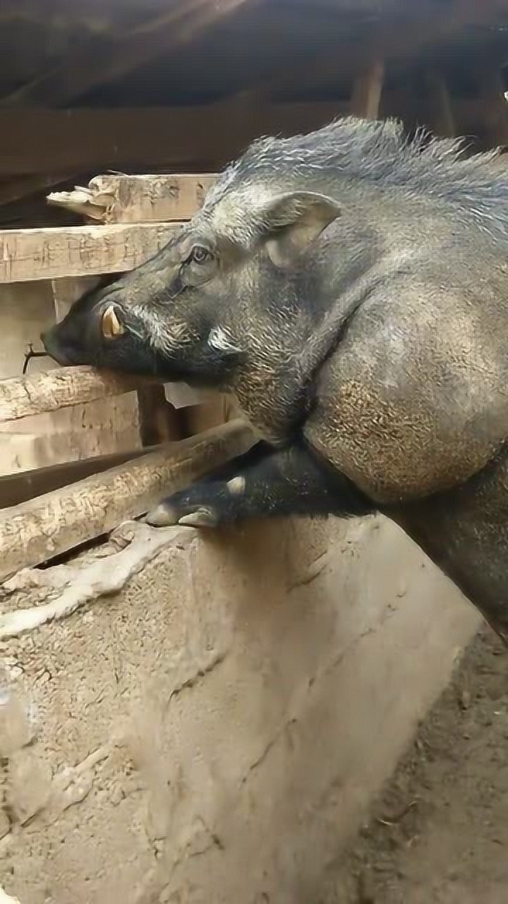 霸气的大野猪太厉害了