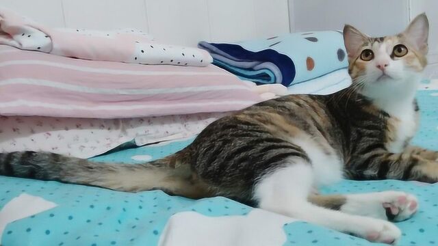 狸花猫和虎斑猫的区别是什么?