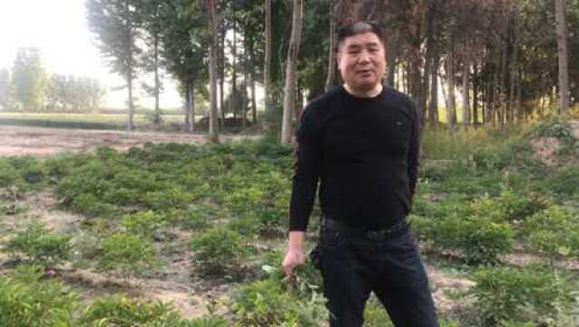 农村种植白芍赚钱吗,一年能挣多少钱?农民大哥告诉你真实收入