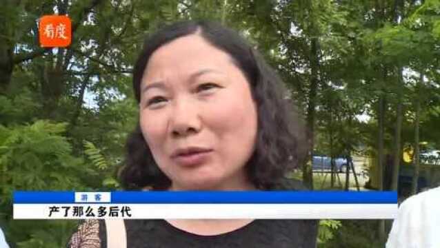 在美旅居22年的大熊猫“白云”携带“儿子”回到四川开启新的生活