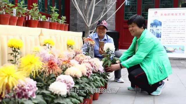 东四:春华秋菊花开不掇 其乐融融小院情深