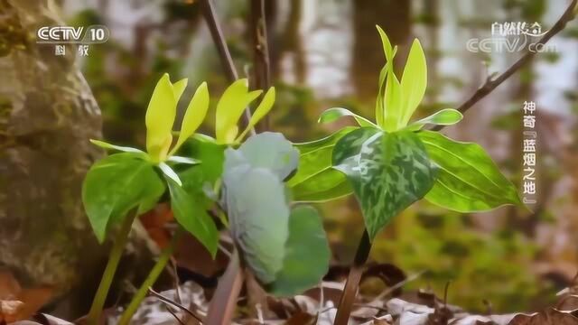 《自然传奇》春季大雾山的熊,只能依靠早春短命植物维持生计