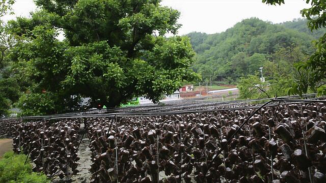 雨天走进秦岭深山看柞水木耳 黑木耳金木耳成农民致富“金耳朵”