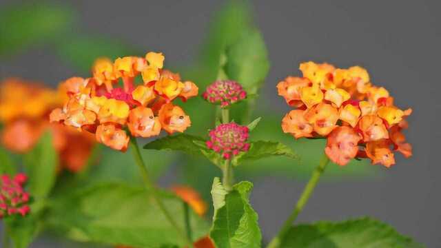 这种植物开花五颜六色的,还能驱蚊,养护起来也很简单