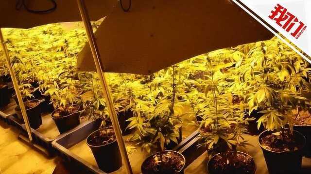 江西毒贩室内搭帐篷种大麻 配温控设备贴反光纸景象魔幻