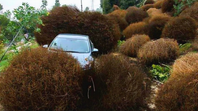 这一种植物侵袭美国,3万人的出行受到影响,中国网友:将其吃掉