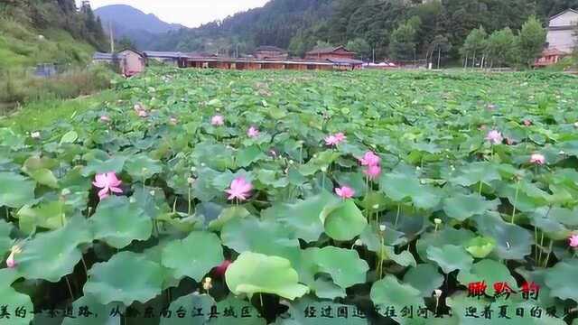 清新脱俗的“荷花仙子”, 在微风中摇曳, 简直美得不可方物!