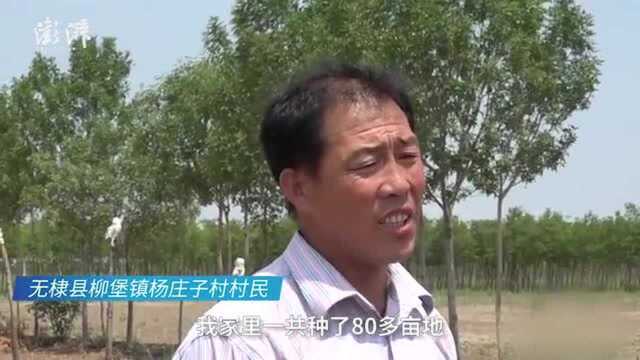 山东滨州冰雹致数千亩棉花绝收 农民站在田间心疼哭泣