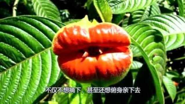 世界上最性感“嘴唇花”,烈焰红唇,女生看了都自愧不如