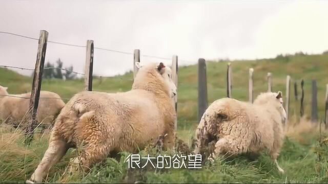 安妮宝贝谈写作:写作需要灵魂深处的痛苦