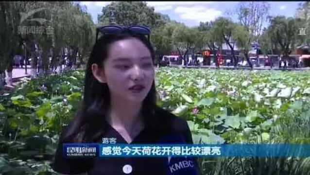 世界春城花都 观公园:九夏芙蓉 荷韵浓浓!