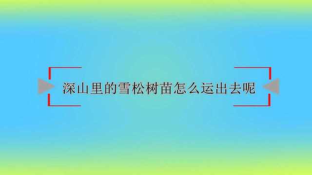 深山里的雪松树苗怎么运出去呢?