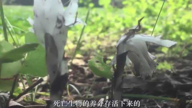 神秘的“冥界之花”,没有叶子,花朵像鳞片一样!