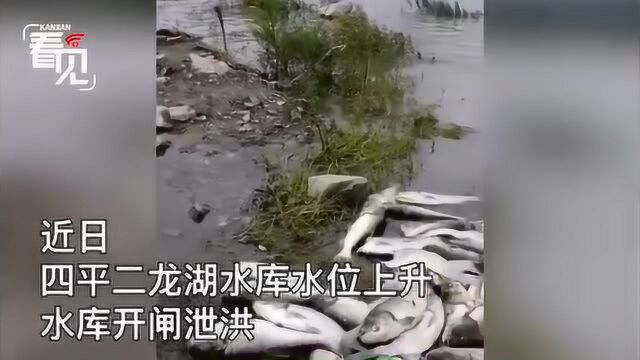 极其危险!水库泄洪,吉林市民为了抓鱼和民警打起了“游击战”