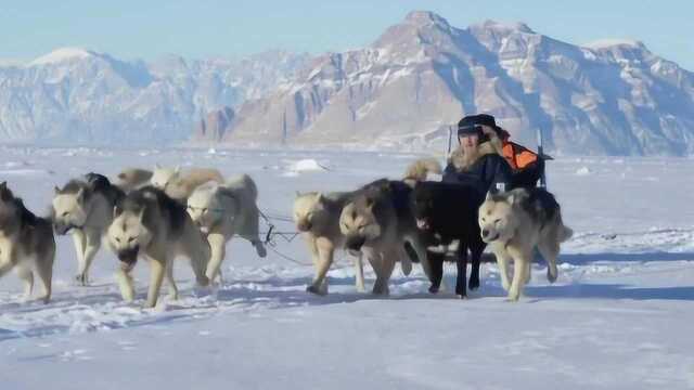 以耐力出名的格林兰犬,可以连续跑七天,每天跑160多公里