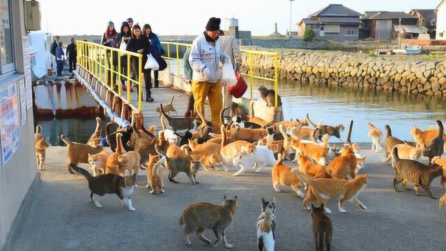 日本“最著名”的猫岛,在这里猫咪才是老大,你去过吗?