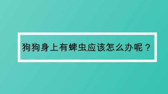 狗狗身上有蜱虫应该怎么办呢?