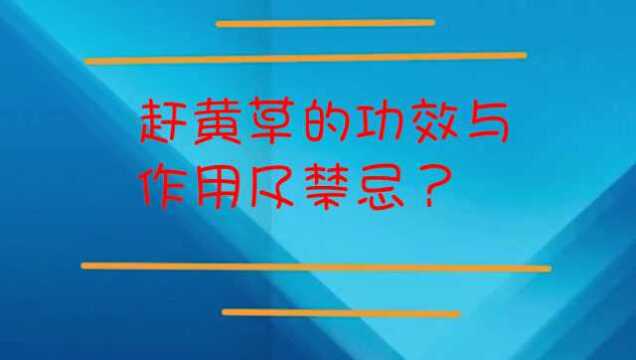 赶黄草的功效与作用及禁忌?