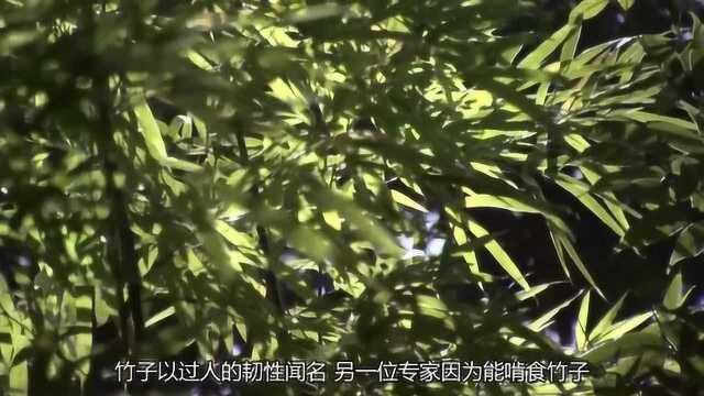 竹子是由地底扎根而生,随着竹子的根部,就能找到新生笋