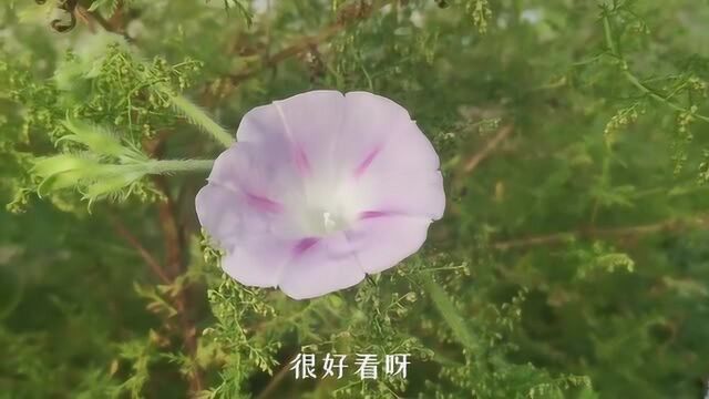 才发现原来牵牛花,可以开很多种颜色,来了解一下