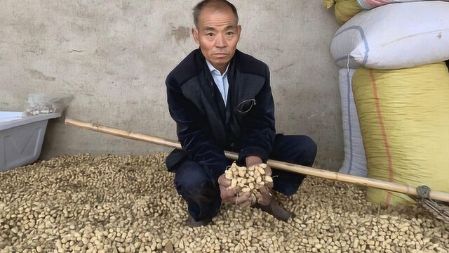 河南花生又涨价了,最新价格是多少?农民大叔告诉你,价格合理吗