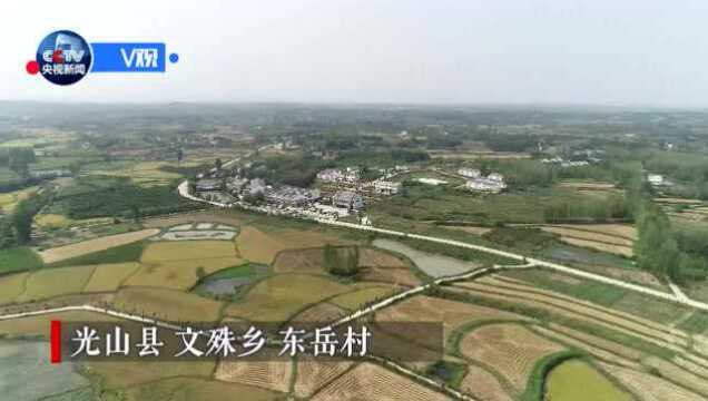 习近平在光山县深入油茶园和农村考察调研