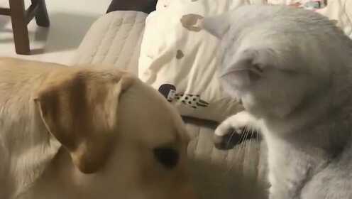 这就是舔狗的下场，亲吻猫咪的左脚还挨打，看你以后还敢这样吗？