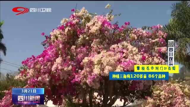 四川新闻丨《花开天府》邀你赏尽四川春色