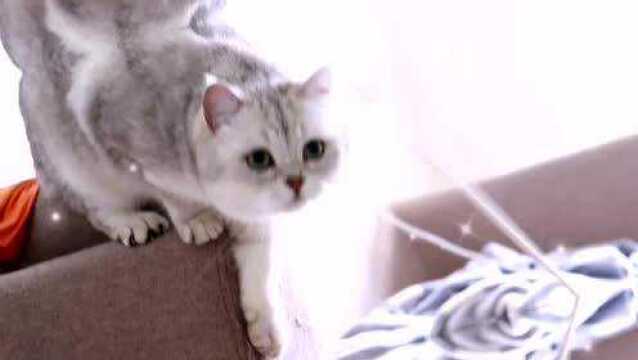 #你的第一款5G手机怎么选?#自家胖猫玩逗猫棒玩嗨了,不得不说pidan家的逗猫棒质量真好!不过用5G手机拍会不会更好