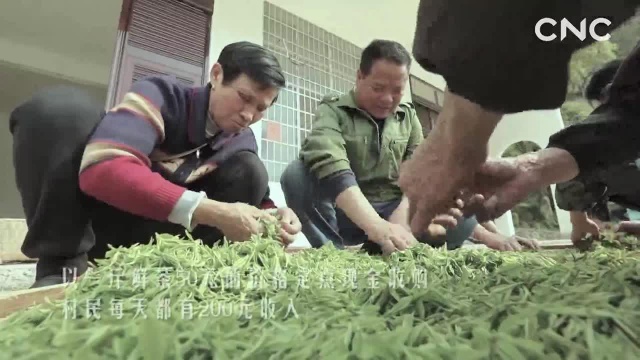 走进县区:湖南零陵区——定点收购助茶农增收