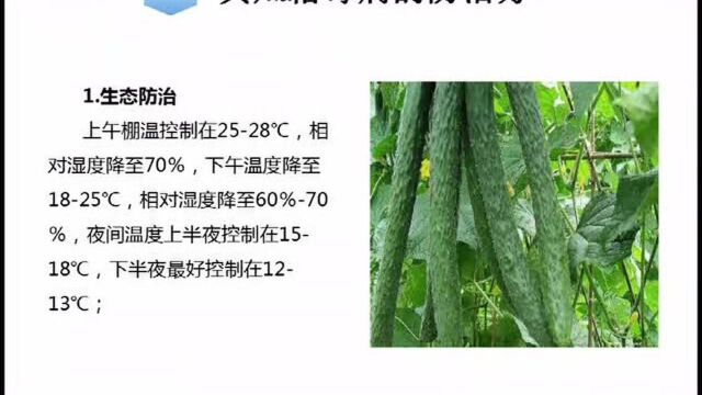 三农小知识:黄瓜霜霉病害及防治方法