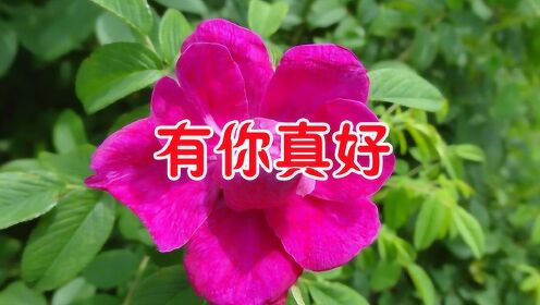 天堂飘雪一首《有你真好》情意绵绵，送给真爱的你！
