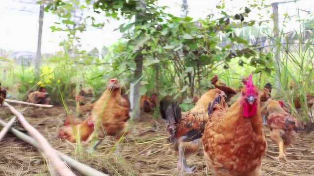 铜仁大山上的养鸡场 全是跑山鸡