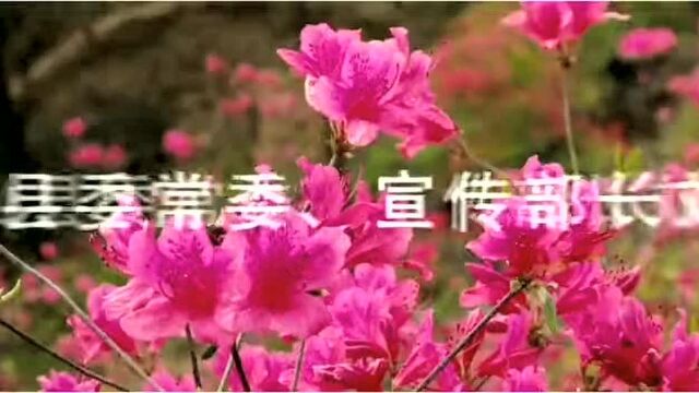 #每日短视频精品推荐#乐享平顶山 尧山高山杜鹃花海节开幕