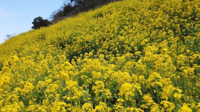 油菜花盛开美景,油菜花海观赏,油菜花开