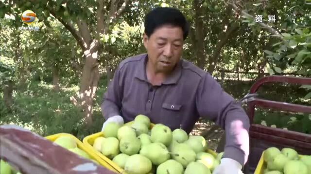 千亩梨花竞绽放, 满园馨香醉游人!