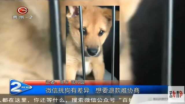 男子通过网上平台购买宠物狗,怎料狗狗一到,顿时傻眼了