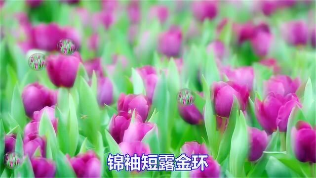 一首网络情歌《痴情冢里伴花眠》好听极了