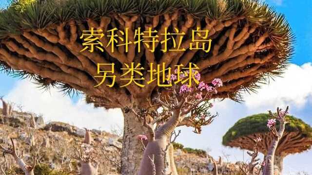 另类地球——索科特拉岛