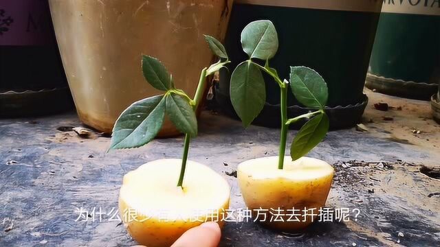 土豆扦插月季靠不靠谱?多少人被骗得很惨,大家还是用土插吧