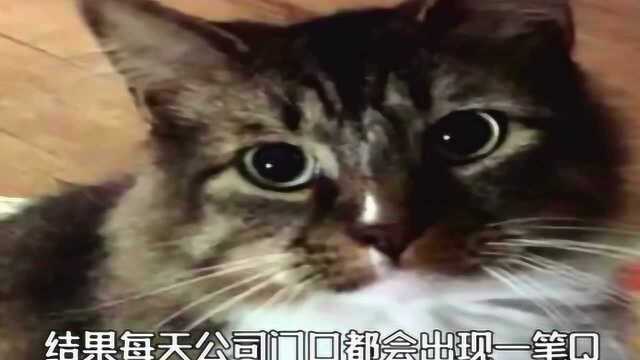 原来招财猫是真实存在的!