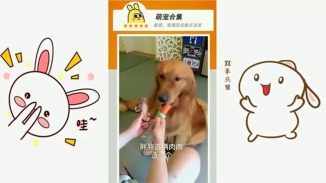 二哈就是二哈!