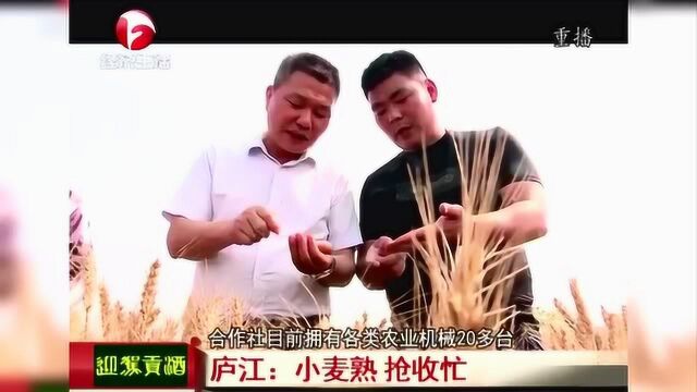 小麦熟 庐江县抢收忙 合理调配数千台机器确保颗粒归仓